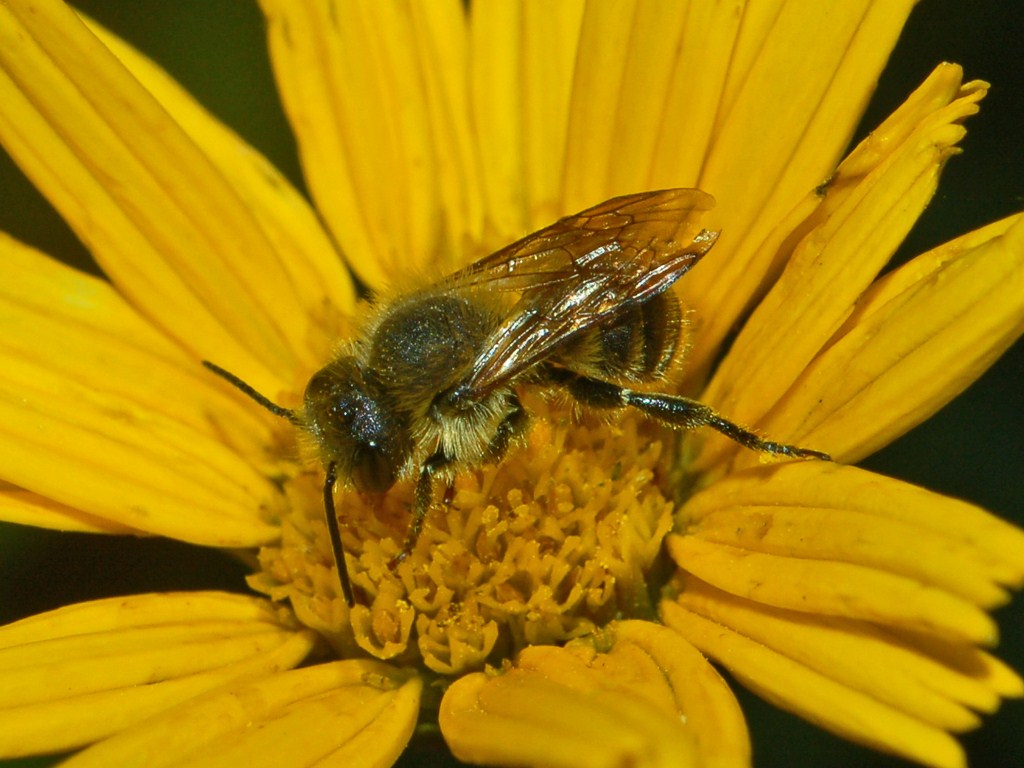 ... dal lontano mese di Luglio: Osmia cfr latreillei